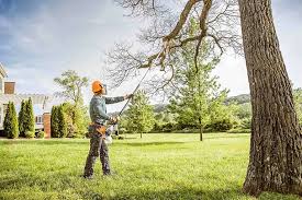 Trusted Spindale, NC Tree Services Experts