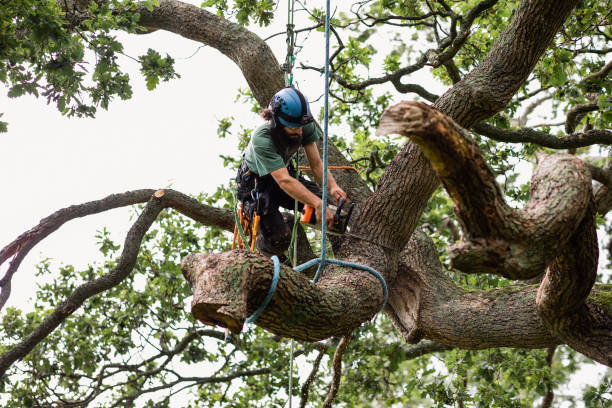 Best Tree Risk Assessment  in Spindale, NC