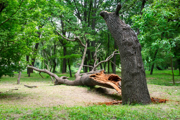 Best Seasonal Cleanup (Spring/Fall)  in Spindale, NC